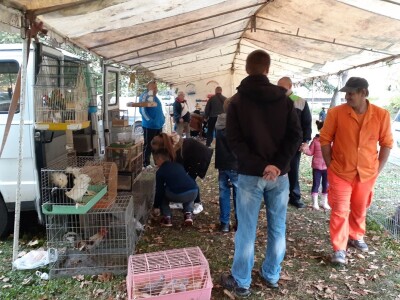 Uprkos koroni, uspješna godina za uzgajivače sitnih životinja