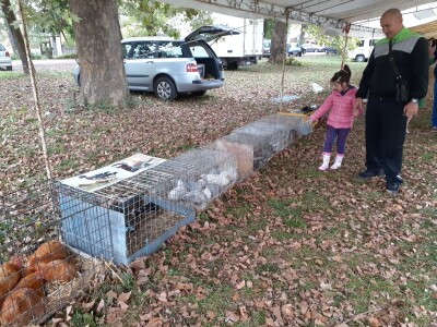 Uprkos koroni, uspješna godina za uzgajivače sitnih životinja
