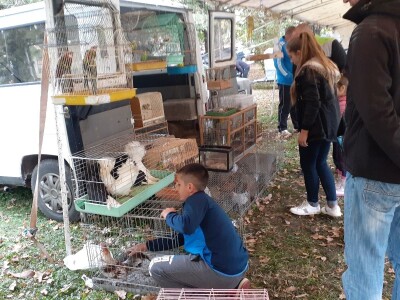 Uprkos koroni, uspješna godina za uzgajivače sitnih životinja