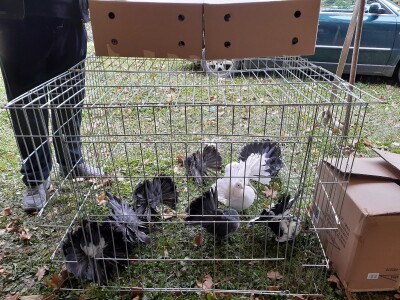 Uprkos koroni, uspješna godina za uzgajivače sitnih životinja