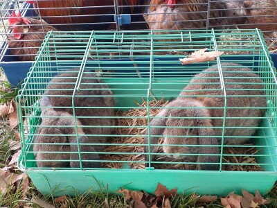 Uprkos koroni, uspješna godina za uzgajivače sitnih životinja