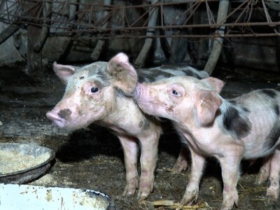Uprkos nedaćama Brkovići nastavili dalje i danas svega imaju na imanju Uprkos nedaćama Brkovići nastavili dalje i danas svega imaju na imanju