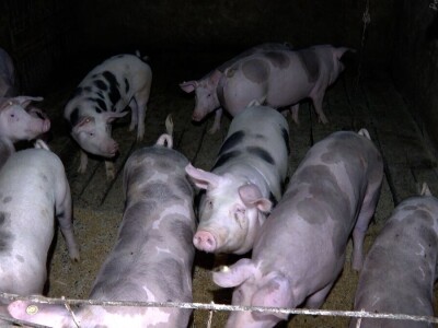 Uprkos nedaćama Brkovići nastavili dalje i danas svega imaju na imanju Uprkos nedaćama Brkovići nastavili dalje i danas svega imaju na imanju