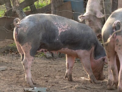 Uprkos nedaćama Brkovići nastavili dalje i danas svega imaju na imanju Uprkos nedaćama Brkovići nastavili dalje i danas svega imaju na imanju