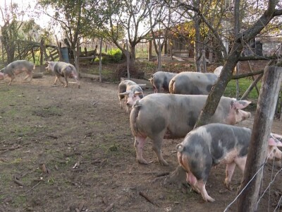 Uprkos nedaćama Brkovići nastavili dalje i danas svega imaju na imanju Uprkos nedaćama Brkovići nastavili dalje i danas svega imaju na imanju