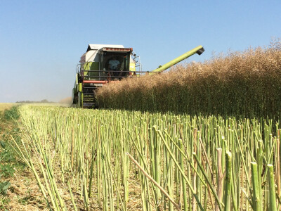 Žetva uljane repice