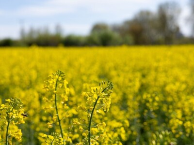Uranila uljana repica