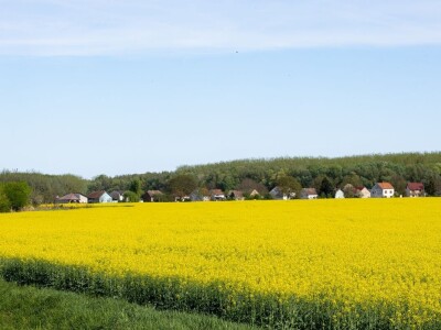 Uranila uljana repica