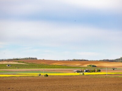 Uranila uljana repica