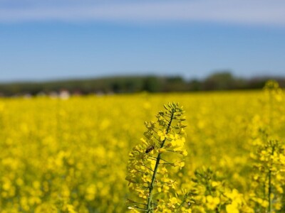 Uranila uljana repica