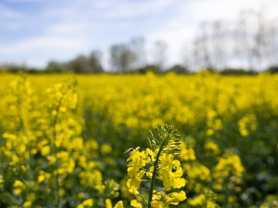 Uranila uljana repica