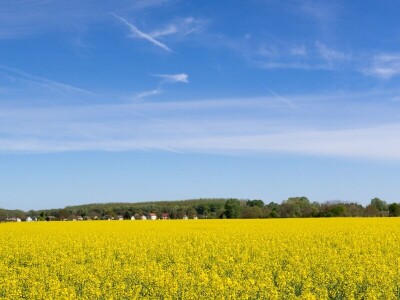 Uranila uljana repica