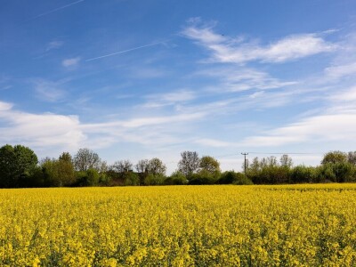 Uranila uljana repica