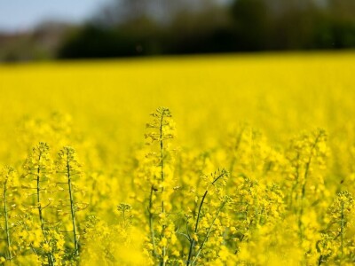 Uranila uljana repica