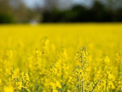 Uranila uljana repica