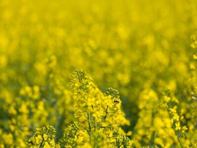 Uranila uljana repica