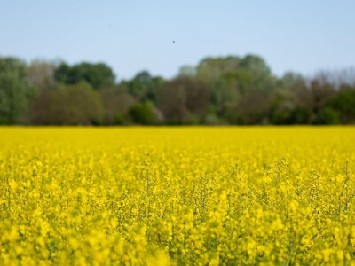 Uranila uljana repica