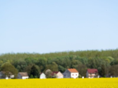 Uranila uljana repica