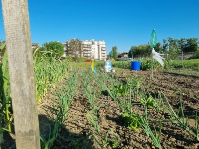 Urbani vrtovi