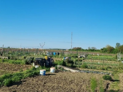 Urbani vrtovi