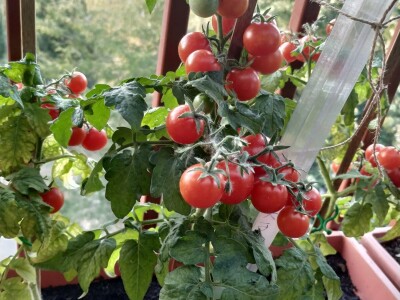 Urbano baštovanstvo