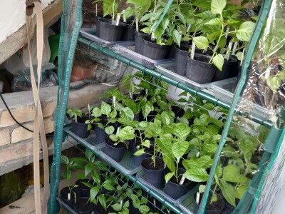 Urbano baštovanstvo