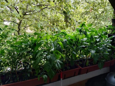 Urbano baštovanstvo