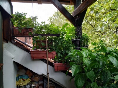 Urbano baštovanstvo