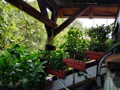 Urbano baštovanstvo