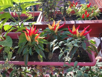 Urbano baštovanstvo