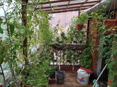 Urbano baštovanstvo