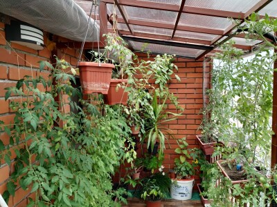 Urbano baštovanstvo