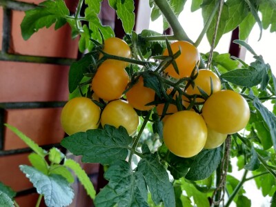 Urbano baštovanstvo