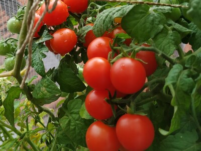 Urbano baštovanstvo