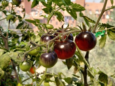 Urbano baštovanstvo