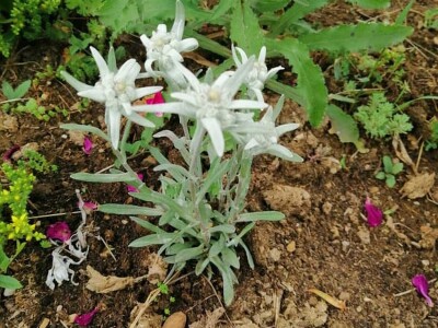 Uređenje vrta oko zgrade