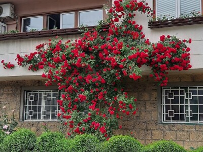 Uređenje vrta oko zgrade