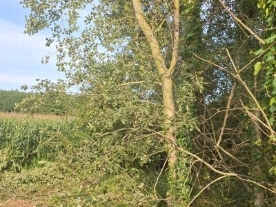 Uređenje zapuštenog zemljišta