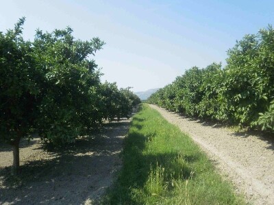Izgled uređene plantaže mandarina mladim nasadima u dolini Neretve