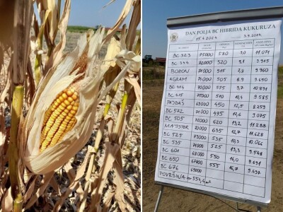 Dan polja BC hibrida kukuruza i javna berba na pokušaliptu FAZOS-a