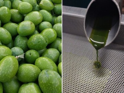 Poteklo prvo tekuće zlato: Litra novog ulja od zelenih maslina od 150 do 500 eura Poteklo prvo tekuće zlato: Litra novog ulja od zelenih maslina od 150 do 500 eura