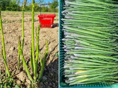 OPG Petrović šparoge