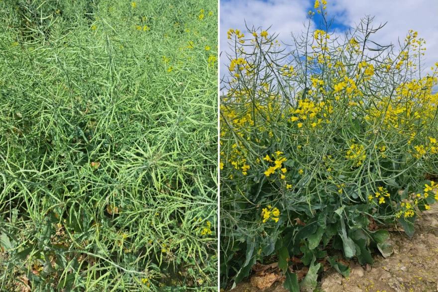 agrochem maks
