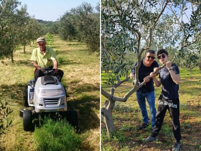 OPG Uroda: Na brdu iznad Pirovca podigao maslinarsku atrakciju