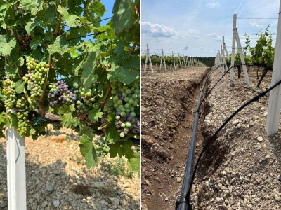 TOPLINSKI VAL - Kako je  Colićev sustav spasio vinograd Bože Bačića