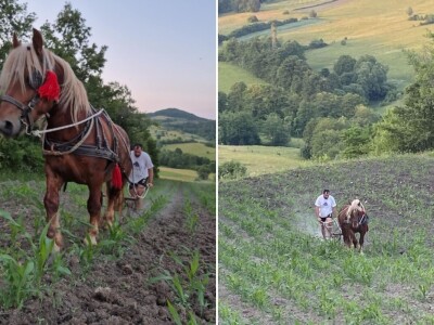 Dragan Simović šparta kukuruz pomoću konjske vuče