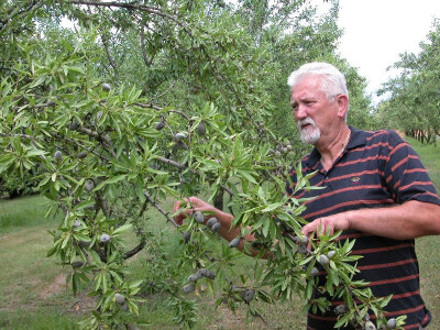 Urod badema u Rančićevu bajamiku neusporedivo bolji od lanjskog