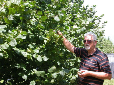 Ovogodišnji urod lješnjaka u voćnjaku Dražena Rančića
