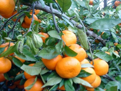 Kvaliteta neretvanskih mandarina