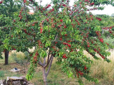 Urod trešnja na đubrivu Urod trešnja na đubrivu